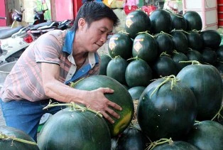 Dưa hấu “khủng” ảnh 1 Dưa hấu “khủng” ảnh 1