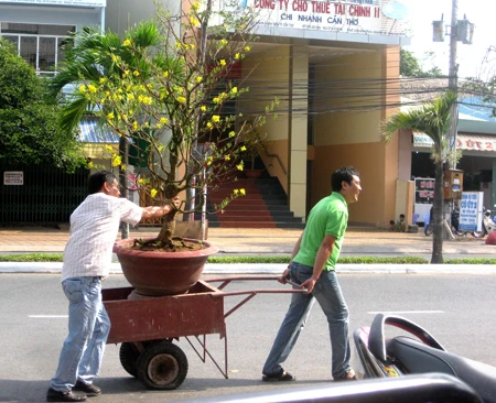 Miệt Hậu Giang: Những nẻo đường xuân ảnh 11 Miệt Hậu Giang: Những nẻo đường xuân ảnh 11