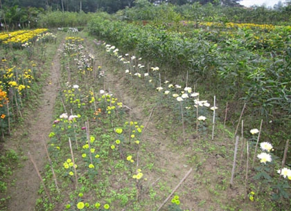 Người trồng hoa Tết khóc vì mất mùa ảnh 4 Người trồng hoa Tết khóc vì mất mùa ảnh 4