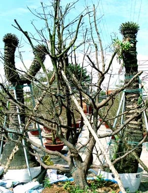 Những cây mai tiền tỷ của lão nông Sài Gòn ảnh 9 Những cây mai tiền tỷ của lão nông Sài Gòn ảnh 9