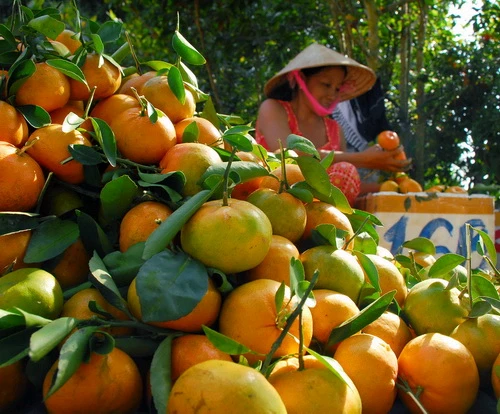 Quýt hồng được giá, tết vui hơn ảnh 3 Quýt hồng được giá, tết vui hơn ảnh 3