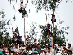 Trèo tuốt ngọn cây cao, phơi nắng suốt ngày vì mê đua bò. Trèo tuốt ngọn cây cao, phơi nắng suốt ngày vì mê đua bò.
