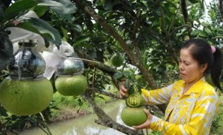 Bưởi hồ lô rớt giá ảnh 1 Bưởi hồ lô rớt giá ảnh 1