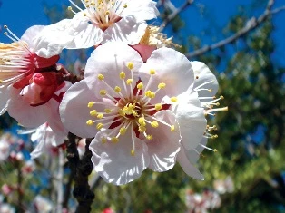 Thuốc từ hoa xuân: ăn mai uống đào ảnh 1