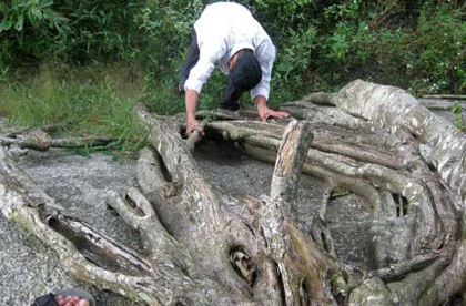 Ngắm cây sanh "có 1 không 2" hàng chục tỷ ảnh 10