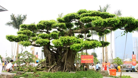 8 cây cảnh Việt Nam giá triệu đô ảnh 7