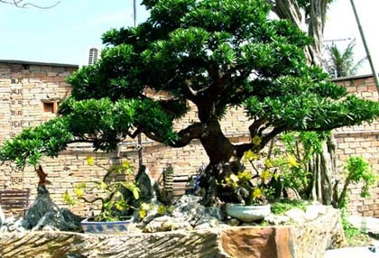 Những cây mai tiền tỷ của lão nông Sài Gòn ảnh 12 Những cây mai tiền tỷ của lão nông Sài Gòn ảnh 12
