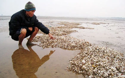 Nuôi ngao ngày cận Tết, đi tong tiền tỷ ảnh 3 Nuôi ngao ngày cận Tết, đi tong tiền tỷ ảnh 3