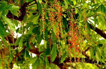 Lộc vừng già hồ Gươm lại trổ hoa ảnh 3 Lộc vừng già hồ Gươm lại trổ hoa ảnh 3