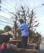 Các gốc mai đang được chở đi bán phục vụ cho những ngày Tết tại TP Cần Thơ