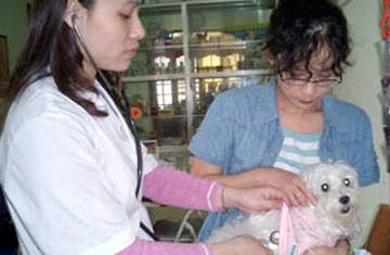 Sài Gòn quý khuyển ảnh 3 Sài Gòn quý khuyển ảnh 3