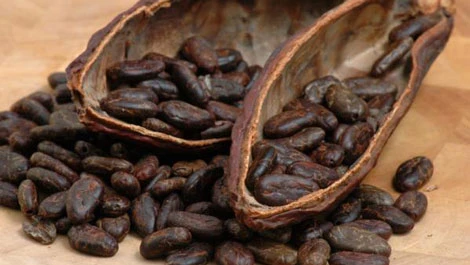 Giải mã 99% trình tự hệ gen của cây cacao ảnh 1