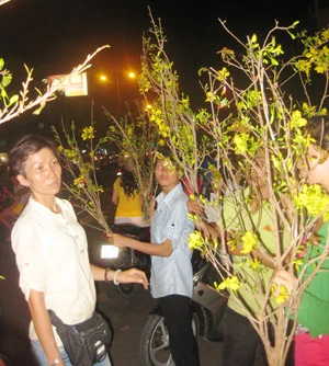 Mai cắt cành xuống phố ảnh 2 Mai cắt cành xuống phố ảnh 2