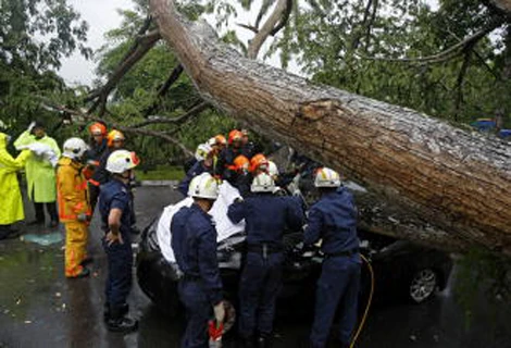 Singapore: Cây đổ trên phố đè nát ô tô và tài xế ảnh 2 Singapore: Cây đổ trên phố đè nát ô tô và tài xế ảnh 2