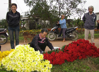 Người trồng hoa Tết khóc vì mất mùa ảnh 11 Người trồng hoa Tết khóc vì mất mùa ảnh 11