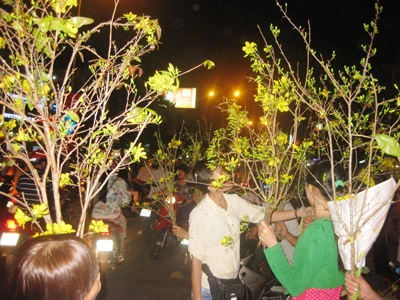 Mai cắt cành xuống phố ảnh 1 Mai cắt cành xuống phố ảnh 1