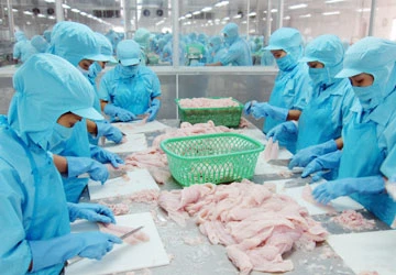 Ngành thủy sản miền Tây “thoi thóp” - Bài 3: Chết vì quá tham! ảnh 2 Ngành thủy sản miền Tây “thoi thóp” - Bài 3: Chết vì quá tham! ảnh 2