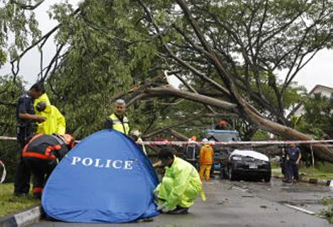 Singapore: Cây đổ trên phố đè nát ô tô và tài xế ảnh 3 Singapore: Cây đổ trên phố đè nát ô tô và tài xế ảnh 3