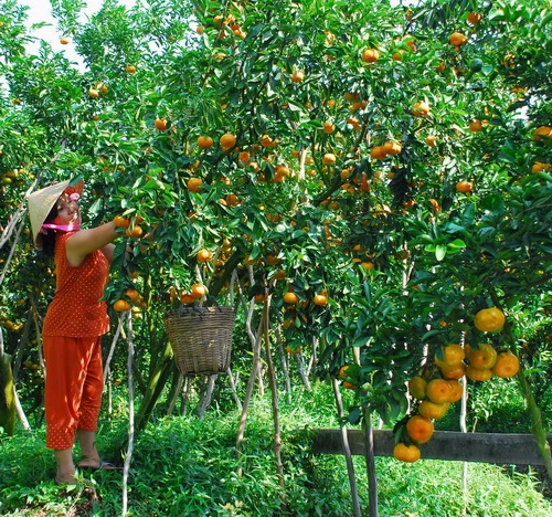 Quýt hồng được giá, tết vui hơn ảnh 2 Quýt hồng được giá, tết vui hơn ảnh 2