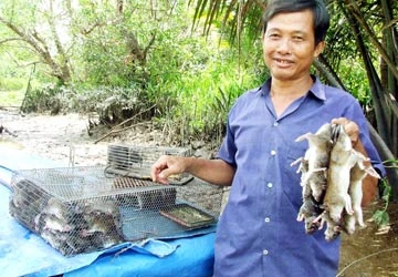 Những câu chuyện xứ dừa - Bài 3: Săn chuột dừa liên tỉnh ảnh 2 Những câu chuyện xứ dừa - Bài 3: Săn chuột dừa liên tỉnh ảnh 2