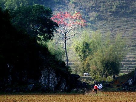 Tháng Ba, hoa gạo khoe sắc ảnh 7