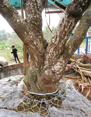 Bê nguyên đào rừng khổng lồ như tòa nhà về bán giữa Thanh Hóa ảnh 1 Bê nguyên đào rừng khổng lồ như tòa nhà về bán giữa Thanh Hóa ảnh 1