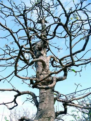 Những cây mai tiền tỷ của lão nông Sài Gòn ảnh 5 Những cây mai tiền tỷ của lão nông Sài Gòn ảnh 5