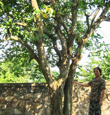 Người giữ ngôi nhà tuổi thơ của Tướng Giáp ảnh 2 Người giữ ngôi nhà tuổi thơ của Tướng Giáp ảnh 2