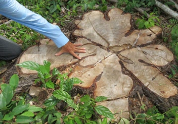 Khu bảo tồn thiên nhiên Bình Châu - Phước Bửu: Thừa gió bẻ… cây? ảnh 1 Khu bảo tồn thiên nhiên Bình Châu - Phước Bửu: Thừa gió bẻ… cây? ảnh 1