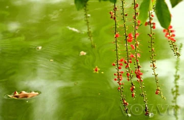 Lộc vừng già hồ Gươm lại trổ hoa ảnh 9 Lộc vừng già hồ Gươm lại trổ hoa ảnh 9