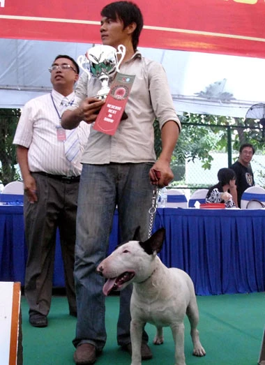 Thi "hoa hậu chó" ảnh 11 Thi "hoa hậu chó" ảnh 11