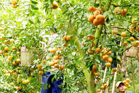 Quýt hồng núi Cấm trúng giá, nhà vườn ăn tết lớn ảnh 2