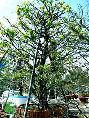 Những cây mai tiền tỷ của lão nông Sài Gòn ảnh 8 Những cây mai tiền tỷ của lão nông Sài Gòn ảnh 8