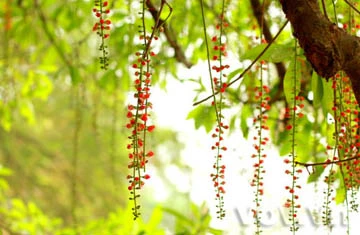 Lộc vừng già hồ Gươm lại trổ hoa ảnh 2 Lộc vừng già hồ Gươm lại trổ hoa ảnh 2