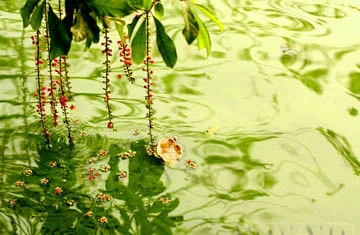 Lộc vừng già hồ Gươm lại trổ hoa ảnh 5 Lộc vừng già hồ Gươm lại trổ hoa ảnh 5