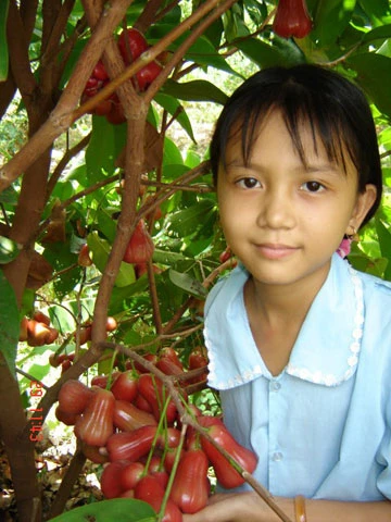 Nghịch lý trái cây miền Tây - Bài 1: Điệp khúc “trồng, chặt” ảnh 1 Nghịch lý trái cây miền Tây - Bài 1: Điệp khúc “trồng, chặt” ảnh 1