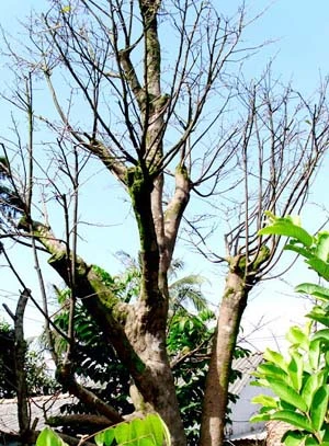 Những cây mai tiền tỷ của lão nông Sài Gòn ảnh 10 Những cây mai tiền tỷ của lão nông Sài Gòn ảnh 10