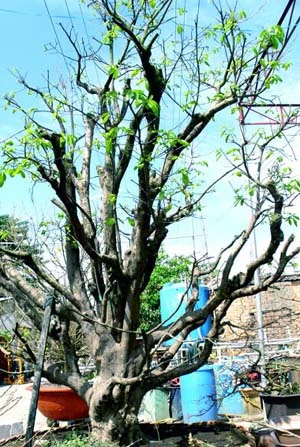 Những cây mai tiền tỷ của lão nông Sài Gòn ảnh 2 Những cây mai tiền tỷ của lão nông Sài Gòn ảnh 2