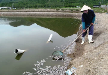 Hàng ngàn cá nuôi bị đầu độc bằng thuốc trừ sâu ảnh 1