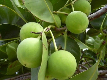 Liệu pháp dân gian chữa bệnh ngoài da ảnh 1