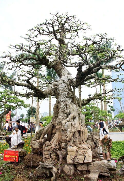 8 cây cảnh Việt Nam giá triệu đô ảnh 4