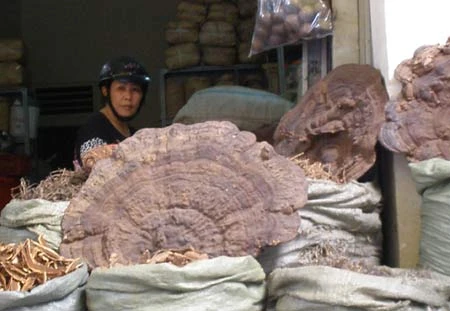 Săn hàng “đệ nhất dưỡng dương” ảnh 1 Săn hàng “đệ nhất dưỡng dương” ảnh 1
