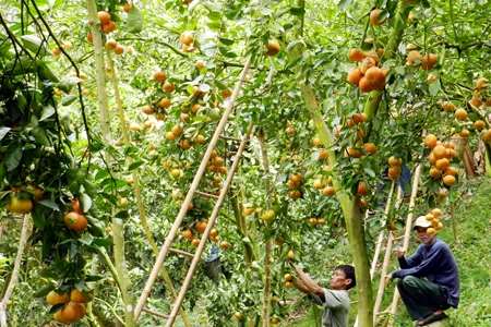 Quýt hồng núi Cấm trúng giá, nhà vườn ăn tết lớn ảnh 1