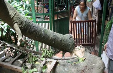 Cành lan cổ thụ gãy gục, đè bẹp một căn bếp ảnh 2