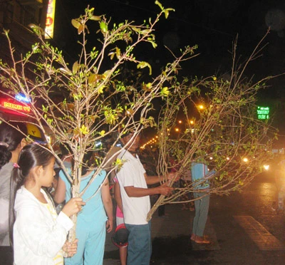Mai cắt cành xuống phố ảnh 3 Mai cắt cành xuống phố ảnh 3