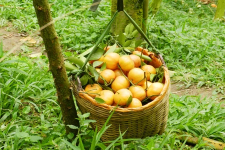 Quýt hồng núi Cấm trúng giá, nhà vườn ăn tết lớn ảnh 4