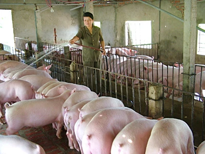 Người nuôi heo đang gặp nhiều khó khăn. Ảnh: T.K Người nuôi heo đang gặp nhiều khó khăn. Ảnh: T.K