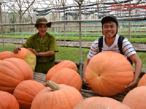Bí “siêu khủng” ảnh 1 Bí “siêu khủng” ảnh 1