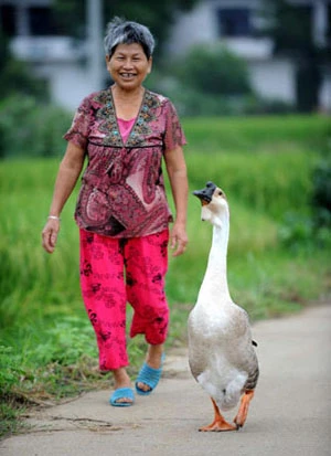 Chú ngỗng suốt ngày bám đuôi bà chủ ảnh 1 Chú ngỗng suốt ngày bám đuôi bà chủ ảnh 1