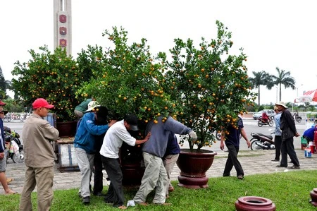Mai “khủng” giá 150 triệu đồng ảnh 2